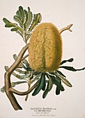 Woolly banksia,19th century