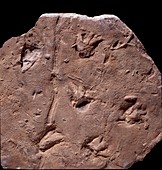 Megapezia footprints,fossil specimen