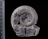 Virgatosphinctes ammonite fossil