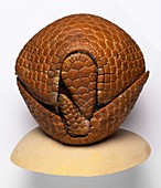 Armadillo museum display