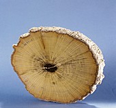 Petrified wood,fossil specimen