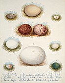 Bird eggs from India