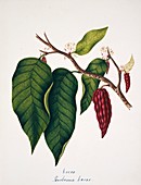 Chocolate cocoa plant