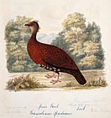 Red spurfowl male