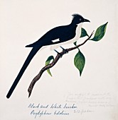 Jacobin cuckoo