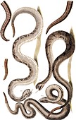 Snakes,18th century artwork