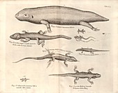 Salamanders,18th century artwork
