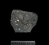 Vigarano chondrite meteorite fragment