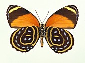 Astarte eighty-eight butterfly