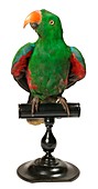 Mounted eclectus parrot