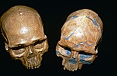 Fossil Homo sapiens skulls