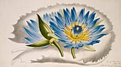 Water lily (Nymphaea capensis),artwork