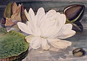 Water lily (Nymphaea sp.),artwork
