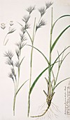 Oilgrass (Cymbopogon iwarancusa)