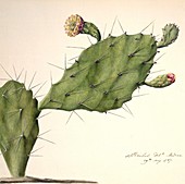Prickly pear (Opunita fiscus-indica)