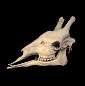 Giraffe skull