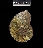 Oxynoticeras ammonite fossil