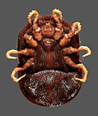 Ornithodoros moubata tick