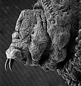 Botfly larva,SEM