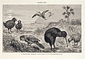 Birds of New Zealand,artwork