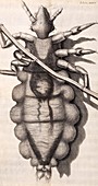 Louse,17th-century microscopy