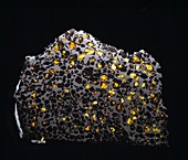 Pallasite meteorite