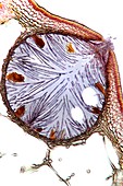 Seaweed female sex organ,micrograph