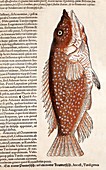 1560 Gesner early fish illustration