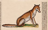 1560 Red Fox portrait from Conrad Gesner