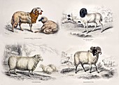 Breeds of domestic sheep