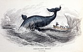 1837 Bowhead Greenland whale whaling