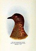 1914 Extinct last passenger pigeon Martha