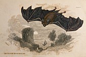 1836 Greater horseshoe bat halloween