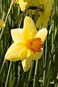 Daffodil (Narcissus 'Red Devon')