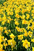 Daffodil (Narcissus 'Loch Owskelch')
