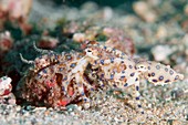 Blue-ringed octopus mating