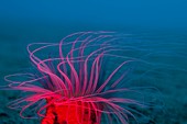 Tube anemone lit with red strobe light