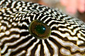 Map pufferfish eye
