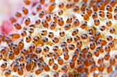 False clown anemonefish eggs