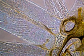 Silkworm tracheae,light micrograph