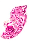 Rabbit embryo,light micrograph