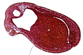Frog embryo,tail bud stage