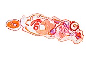 Frog anatomy,metamorphosis stage