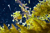 Protozoa on pondweed,light micrograph