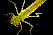 Damselfly nymph,light micrograph