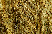 Eel skin,light micrograph