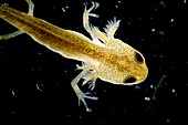 Palmate newt tadpole,light micrograph