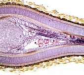 Fern sporocarp,light micrograph