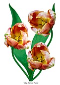 Tulip (Tulipa 'Apricot Parrot')
