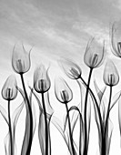 Tulip flowers,X-ray